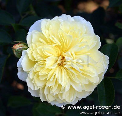 Rose ‘The Pilgrim‘ (wurzelnackte Rose)