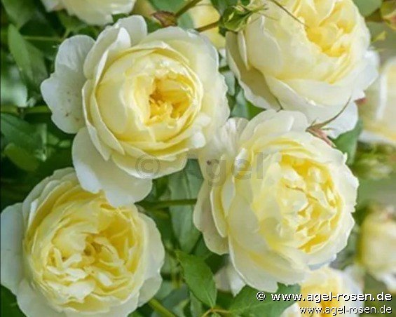 Rose ‘Vanessa Bell‘ (5-Liter Topf)