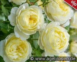 Vanessa Bell kaufen, clicken für mehr Details Vanessa Bell