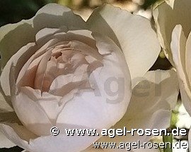 Rose ‘William and Catherine‘ (wurzelnackte Rose)