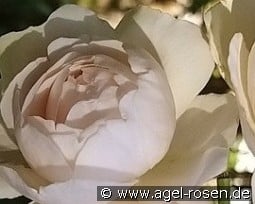 William and Catherine kaufen, clicken für mehr Details William and Catherine