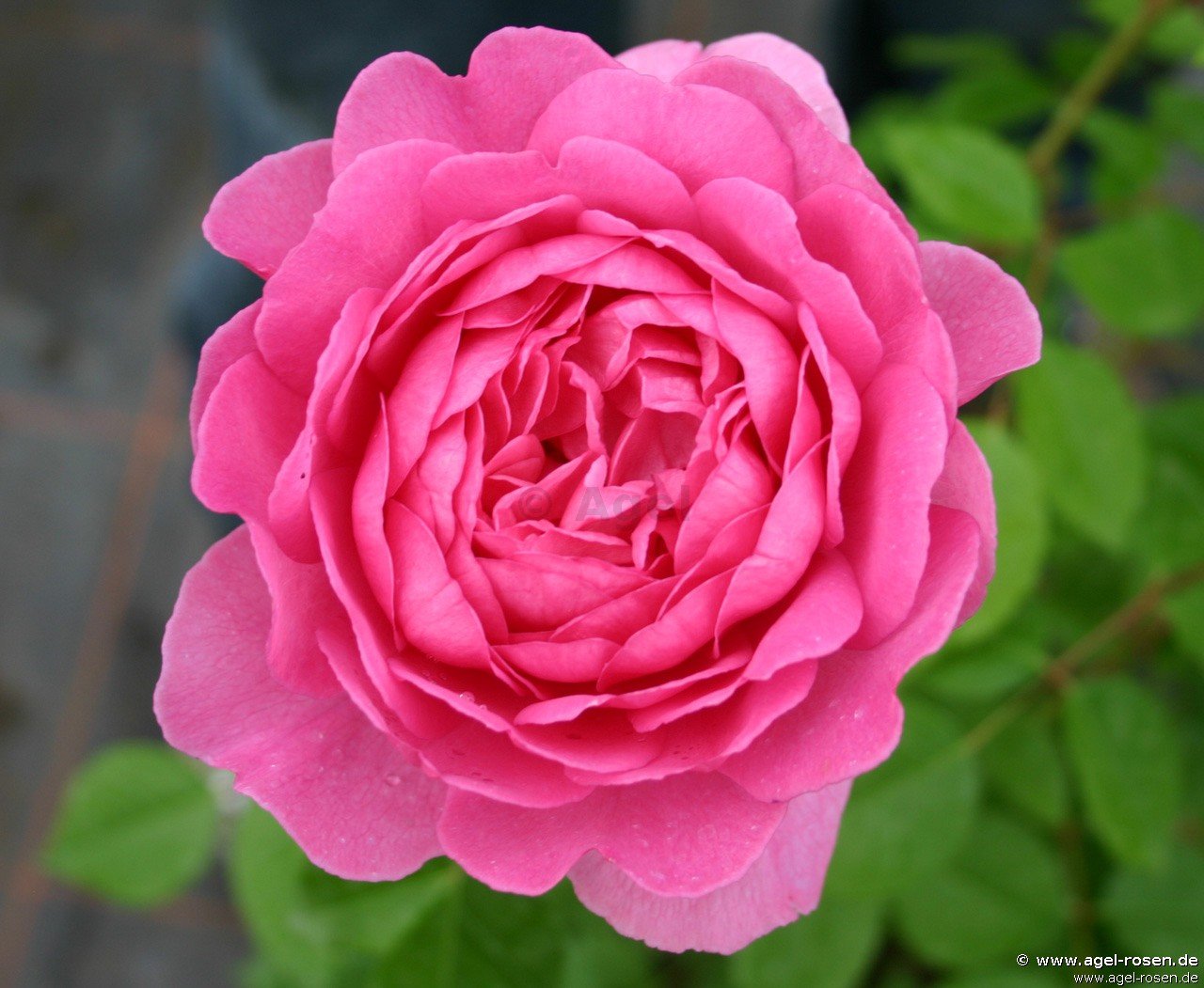 Rose ‘Wisley 2008‘ (wurzelnackte Rose)