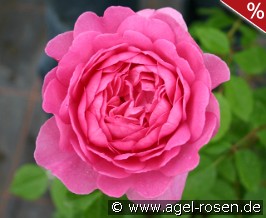 Wisley 2008