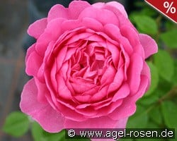 Wisley 2008 kaufen, clicken für mehr Details Wisley 2008