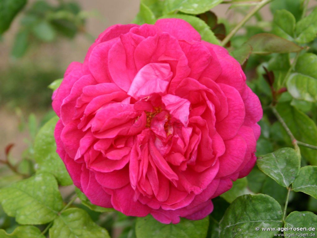 Rose ‘Young Lycidas‘ (wurzelnackte Rose)