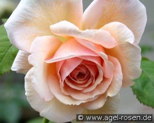 A Shropshire Lad