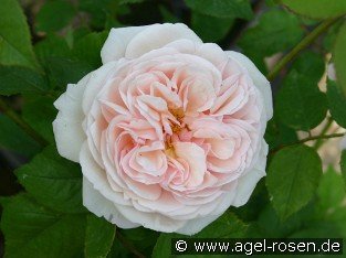 A Shropshire Lad