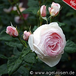 AUSblush Old English Rose