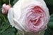 AUSblush Old English Rose