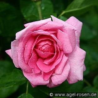 AUSbord Old English Rose