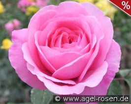 AUSbord Old English Rose