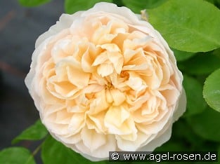 AUSbreak Old English Rose