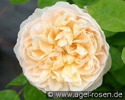 AUSbreak Old English Rose kaufen, click for more details AUSbreak Old English Rose