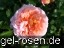 Buy AUSbred Old English Rose