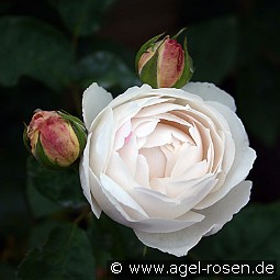 AUScat Old English Rose