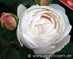 AUScat Old English Rose kaufen, click for more details AUScat Old English Rose