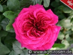 AUSchild Old English Rose