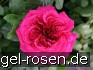 Buy AUSchild Old English Rose