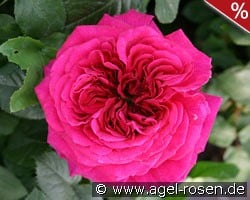 AUSchild Old English Rose kaufen, click for more details AUSchild Old English Rose