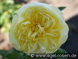 AUScomp Old English Rose