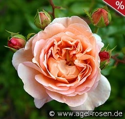 AUScot Old English Rose