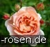 Buy AUScot Old English Rose