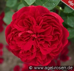 AUScrim Old English Rose
