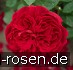 Buy AUScrim Old English Rose