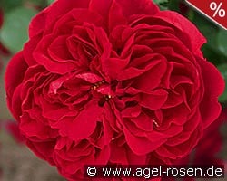 AUScrim Old English Rose kaufen, click for more details AUScrim Old English Rose