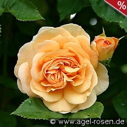 AUSfather Old English Rose