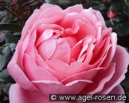 AUSglobe Old English Rose kaufen, click for more details AUSglobe Old English Rose