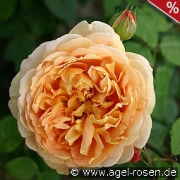 AUSgold  Old English Rose