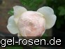 Buy AUSjo Old English Rose