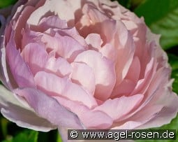 AUSjosiah 2041 kaufen, click for more details AUSjosiah 2041