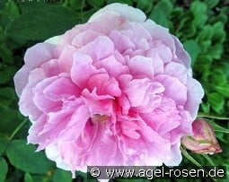 AUSky Old English Rose