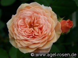 AUSlea Old English Rose