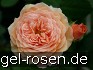 Buy AUSlea Old English Rose