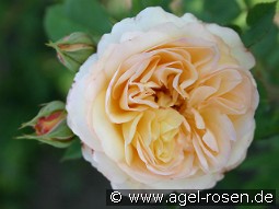 AUSling Old English Rose