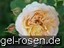 Buy AUSling Old English Rose