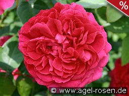 AUSlo Old English Rose