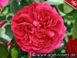 AUSlo Old English Rose