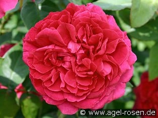 AUSlo Old English Rose