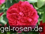 Buy AUSlo Old English Rose