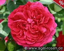 AUSlo Old English Rose kaufen, click for more details AUSlo Old English Rose