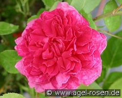 AUSlot 2029 kaufen, click for more details AUSlot 2029