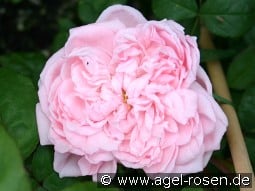 AUSmak Old English Rose