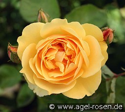 AUSmas Old English Rose
