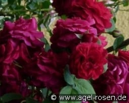 AUSmove 2029 kaufen, click for more details AUSmove 2029