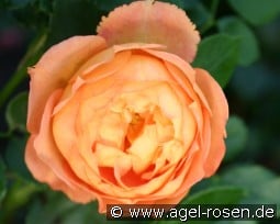 AUSmum  2026 kaufen, click for more details AUSmum  2026