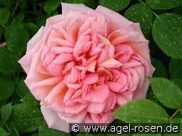 AUSpishus Old Englich Rose